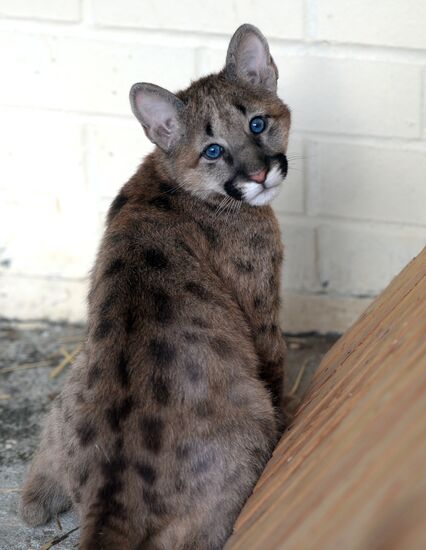 Puma cubs born in Yekaterinburg Zoo