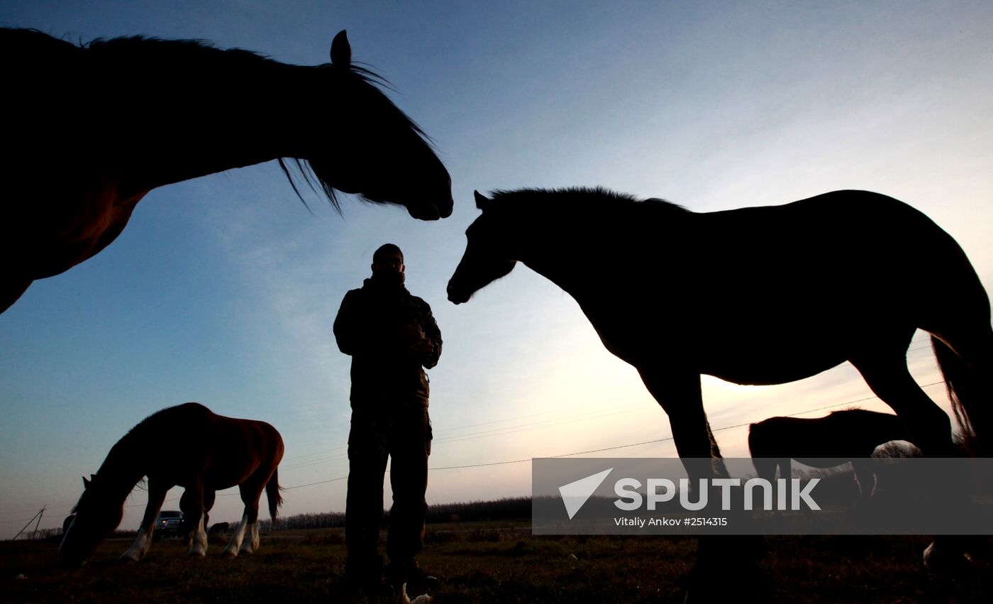 Novonikolsky stud farm in Primorye Territory