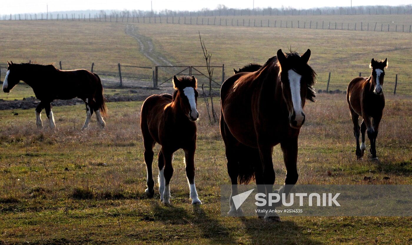 Novonikolsky stud farm in Primorye Territory