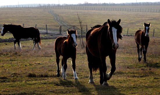 Novonikolsky stud farm in Primorye Territory