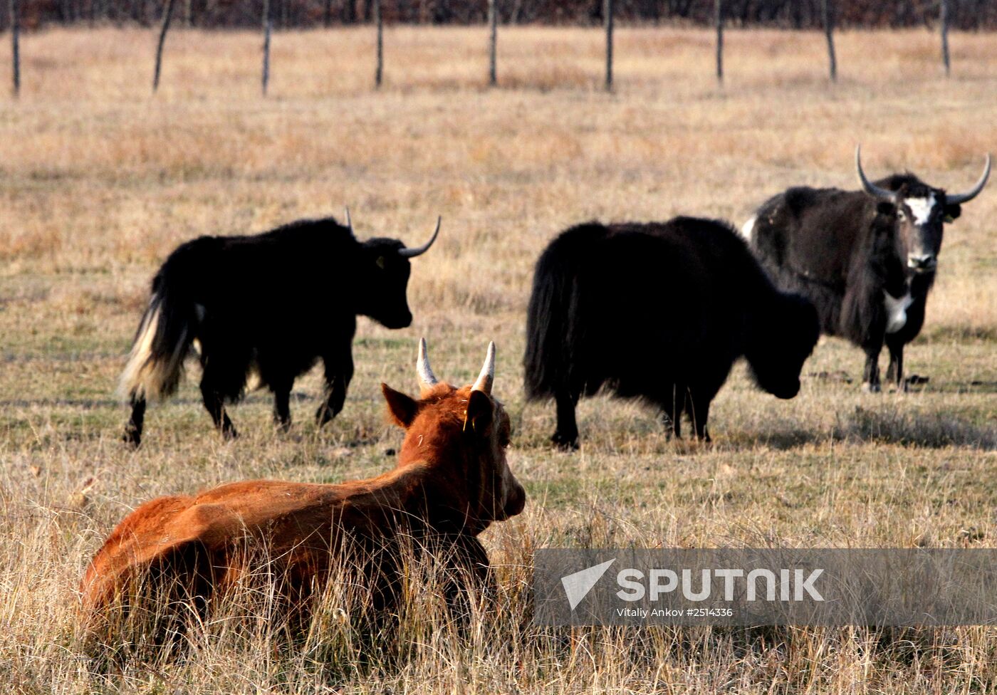 Novonikolsky stud farm in Primorye Territory