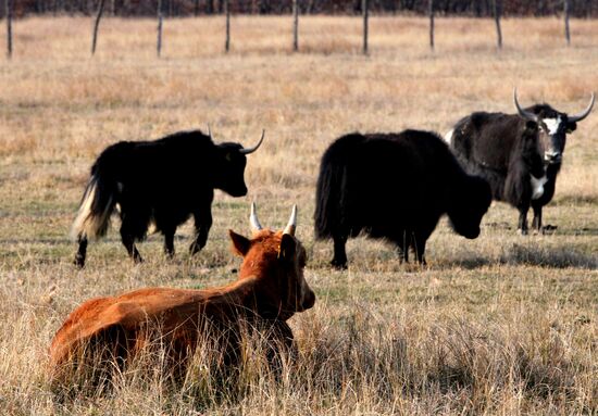 Novonikolsky stud farm in Primorye Territory