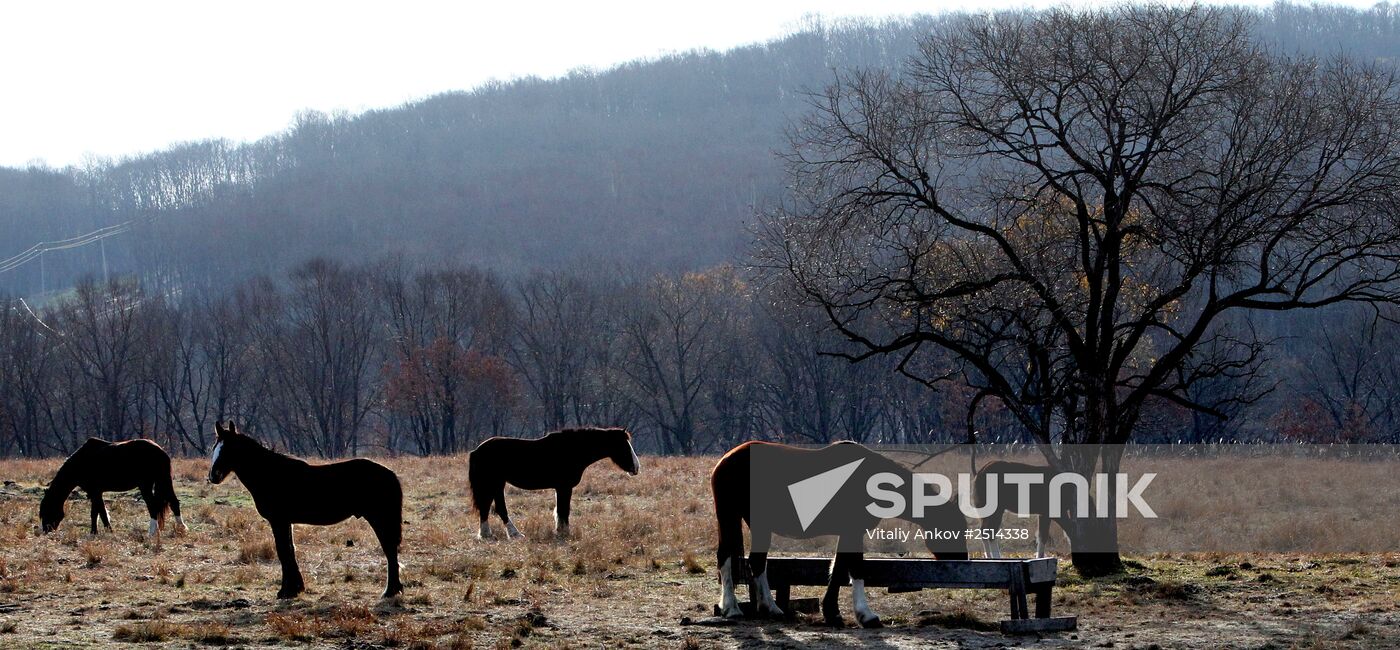 Novonikolsky stud farm in Primorye Territory
