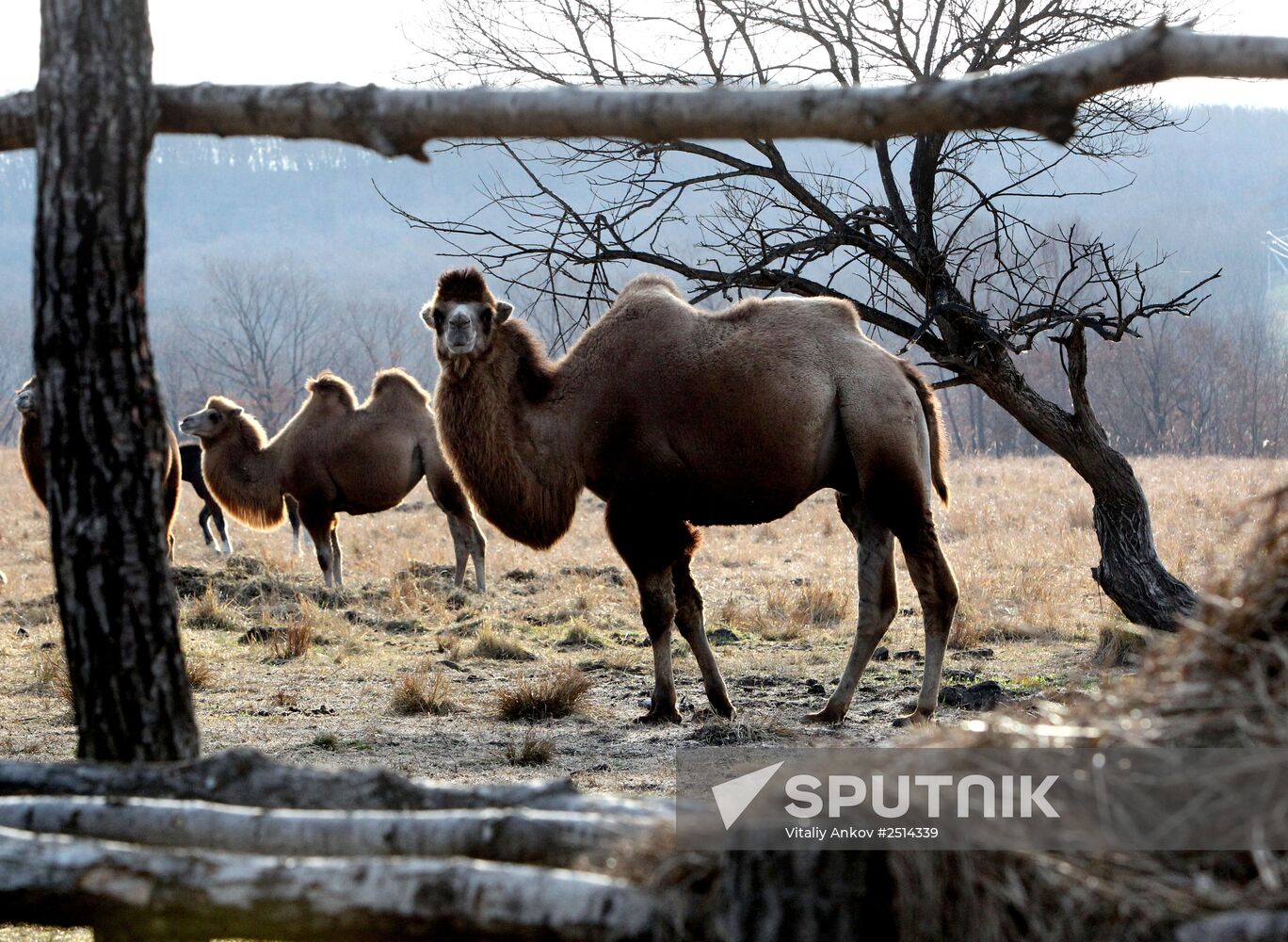Novonikolsky stud farm in Primorye Territory