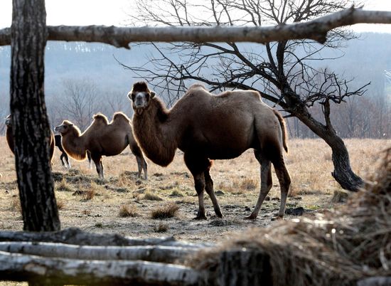 Novonikolsky stud farm in Primorye Territory