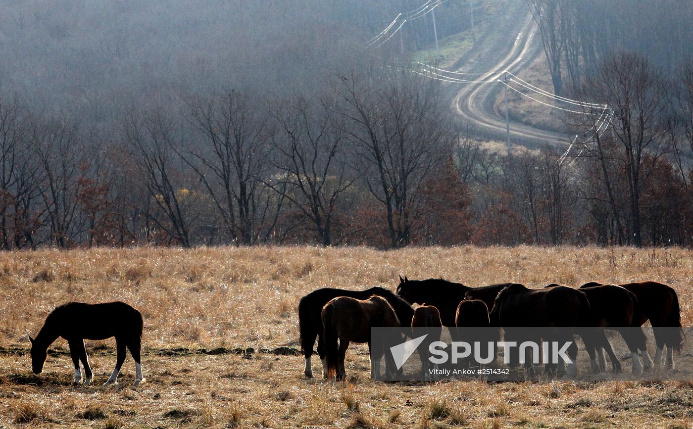 Novonikolsky stud farm in Primorye Territory