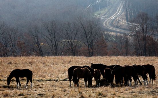 Novonikolsky stud farm in Primorye Territory