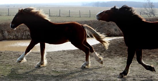Novonikolsky stud farm in Primorye Territory