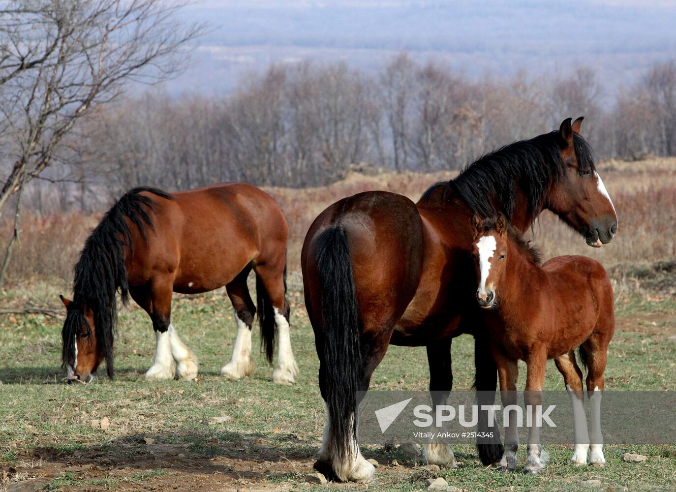 Novonikolsky stud farm in Primorye Territory