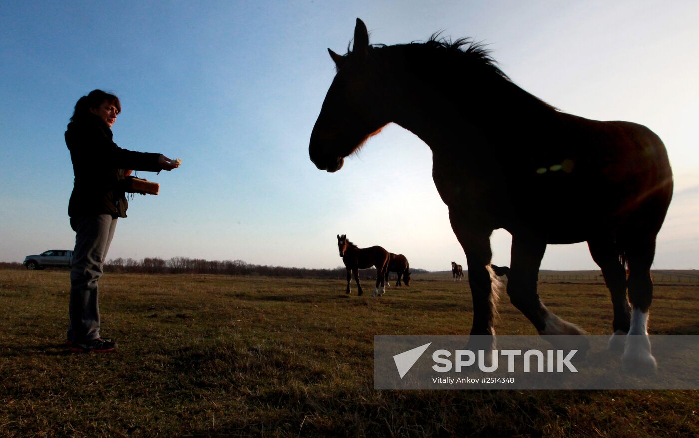 Novonikolsky stud farm in Primorye Territory