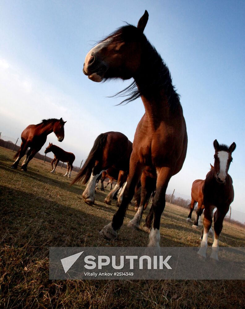 Novonikolsky stud farm in Primorye Territory