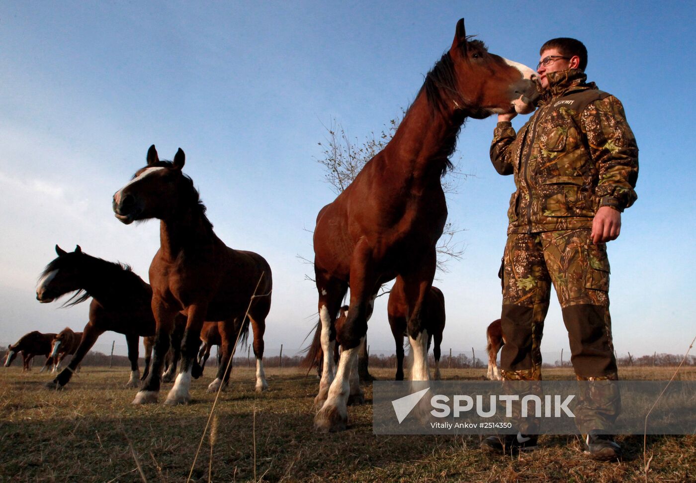 Novonikolsky stud farm in Primorye Territory