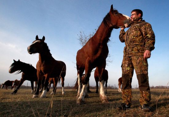 Novonikolsky stud farm in Primorye Territory