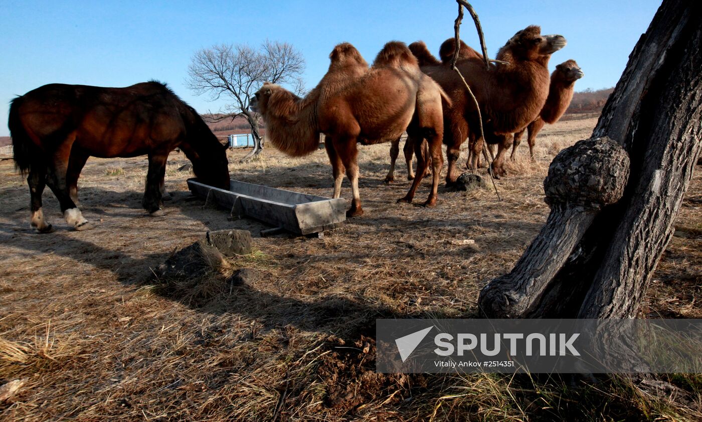 Novonikolsky stud farm in Primorye Territory