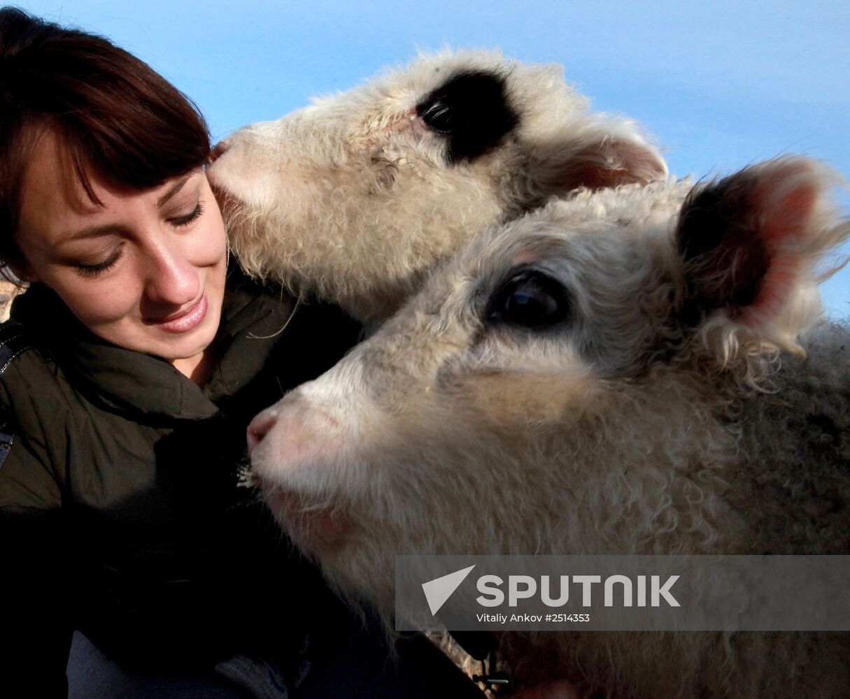 Novonikolsky stud farm in Primorye Territory