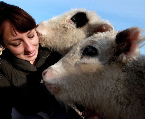 Novonikolsky stud farm in Primorye Territory