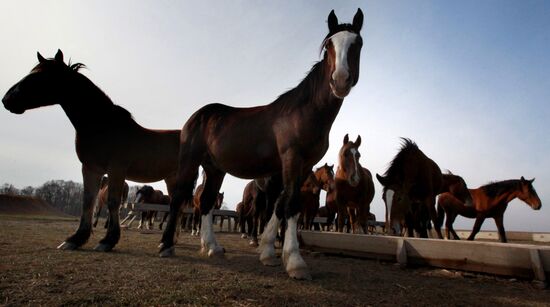 Novonikolsky stud farm in Primorye Territory