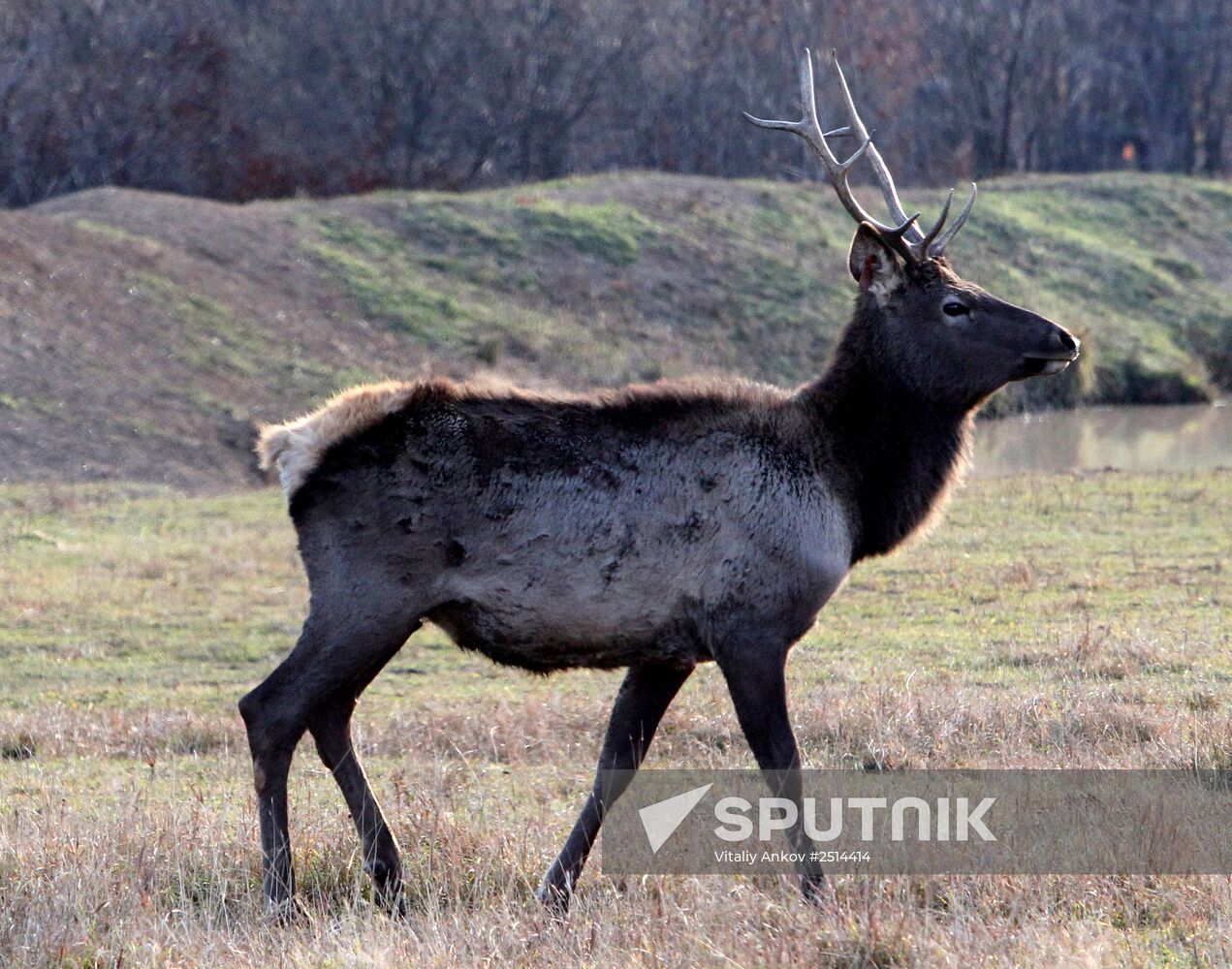 Novonikolsky stud farm in Primorye Territory