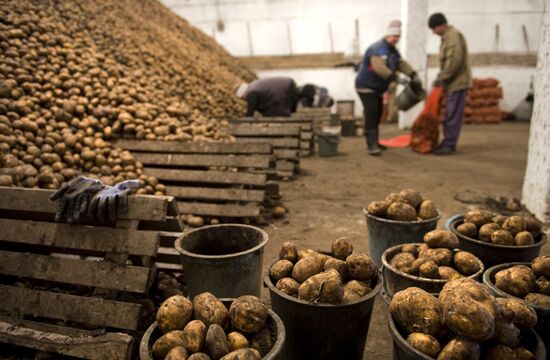 Vegetable production and harvesting farm in Omsk region