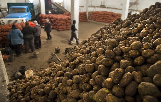 Vegetable production and harvesting farm in Omsk region