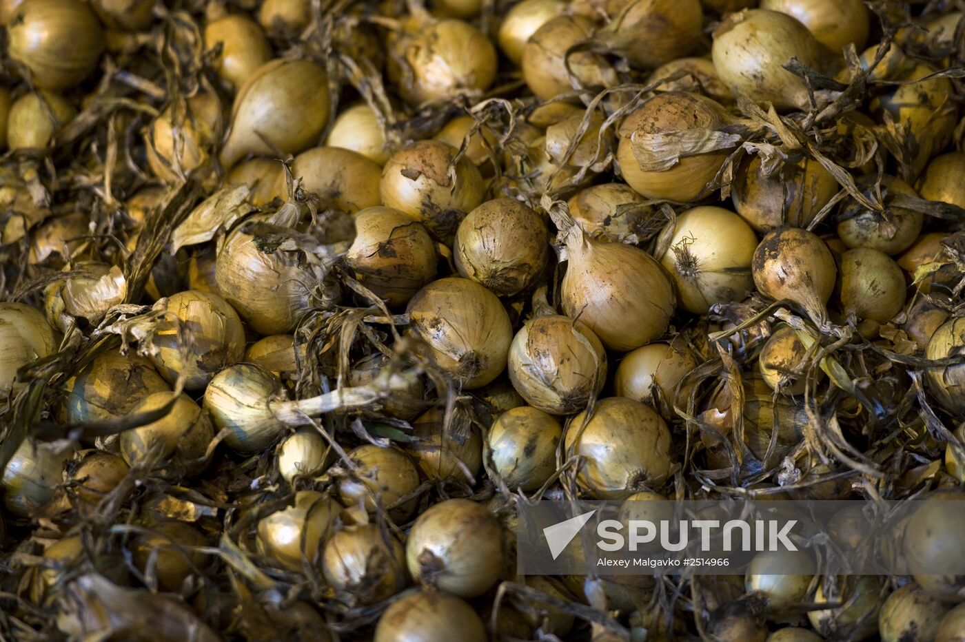 Vegetable production and harvesting farm in Omsk region