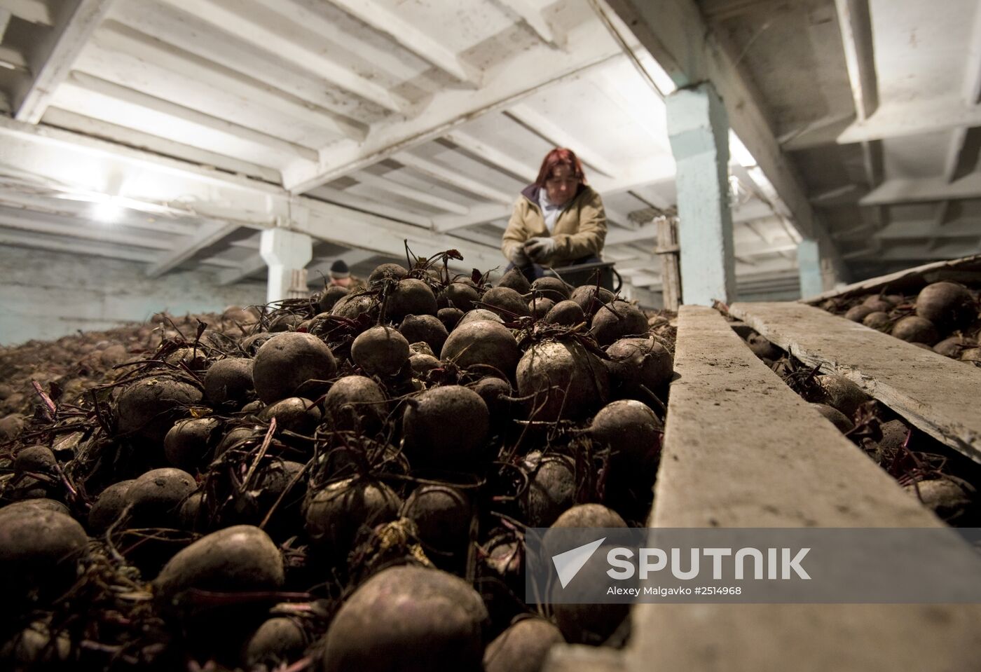 Vegetable production and harvesting farm in Omsk region