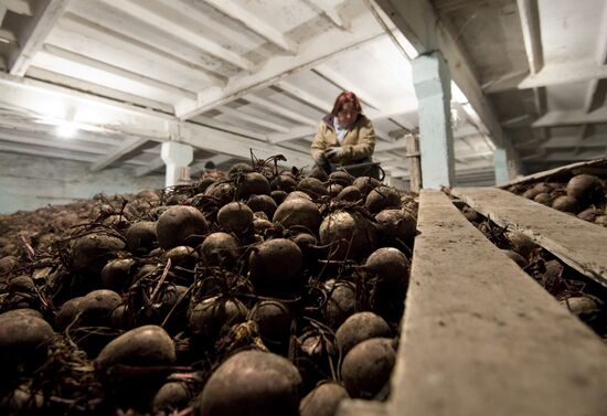 Vegetable production and harvesting farm in Omsk region