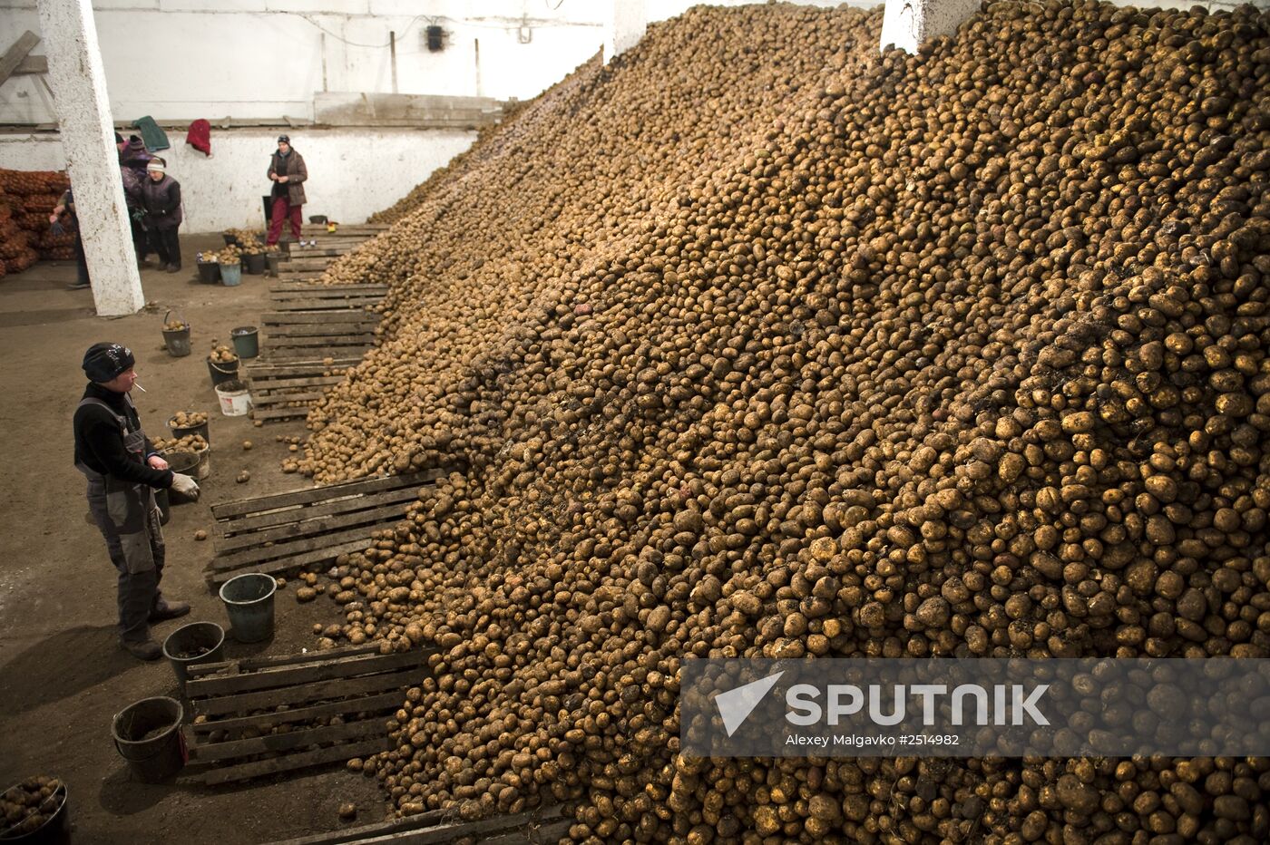 Vegetable production and harvesting farm in Omsk region