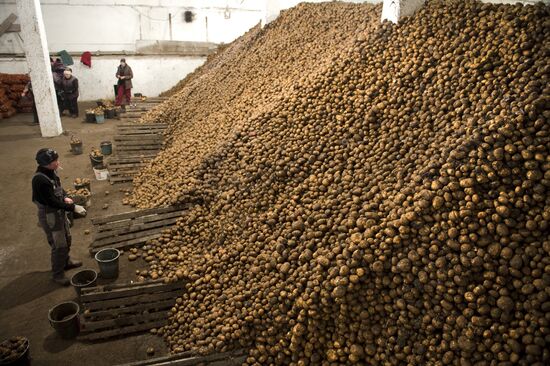 Vegetable production and harvesting farm in Omsk region