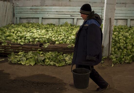 Farm for the production and harvesting of vegetables in Omsk region