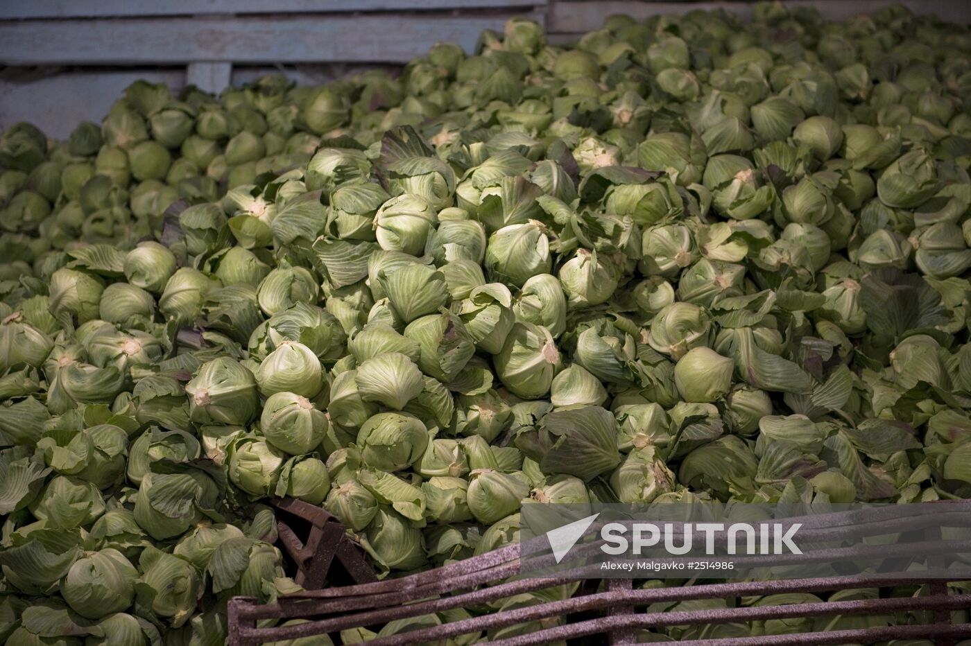 Vegetable production and harvesting farm in Omsk region