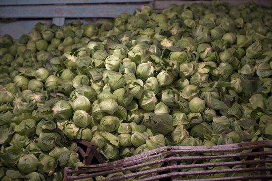 Vegetable production and harvesting farm in Omsk region