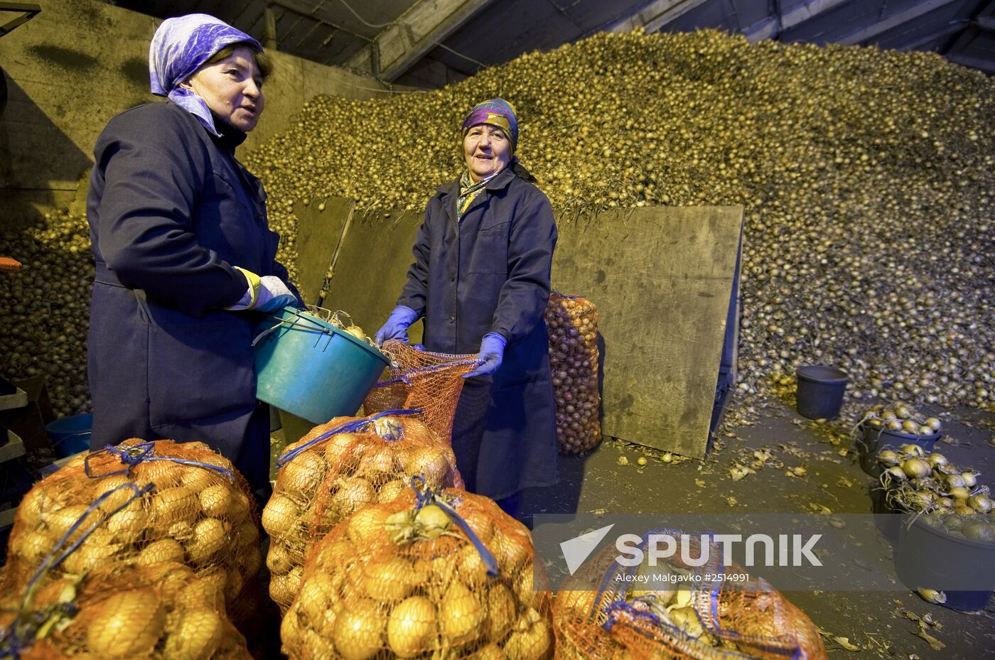 Vegetable production and harvesting farm in Omsk region