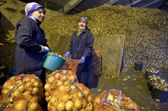 Vegetable production and harvesting farm in Omsk region