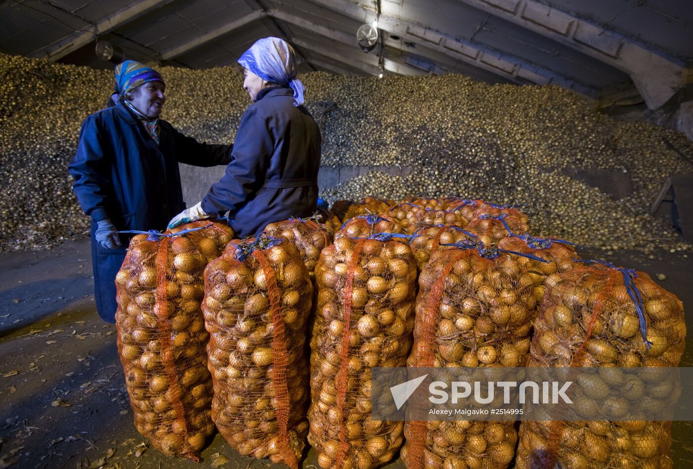 Vegetable production and harvesting farm in Omsk region