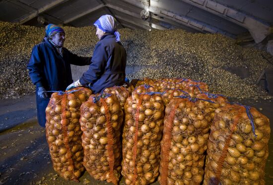 Vegetable production and harvesting farm in Omsk region