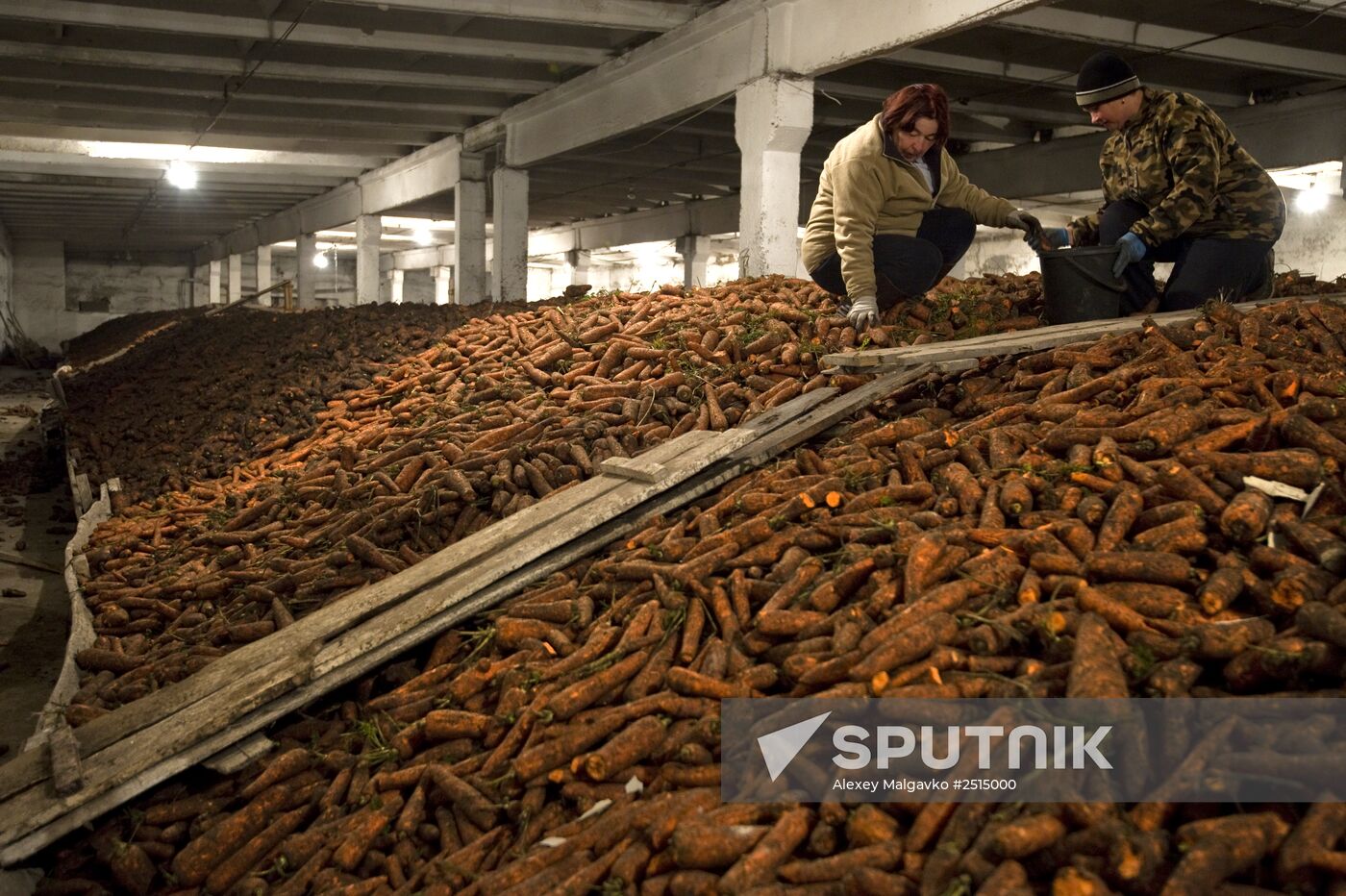 Vegetable production and harvesting farm in Omsk region