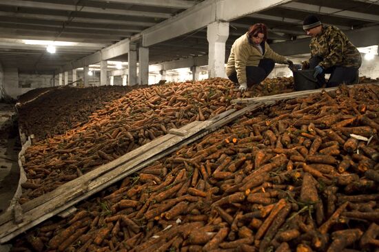 Vegetable production and harvesting farm in Omsk region