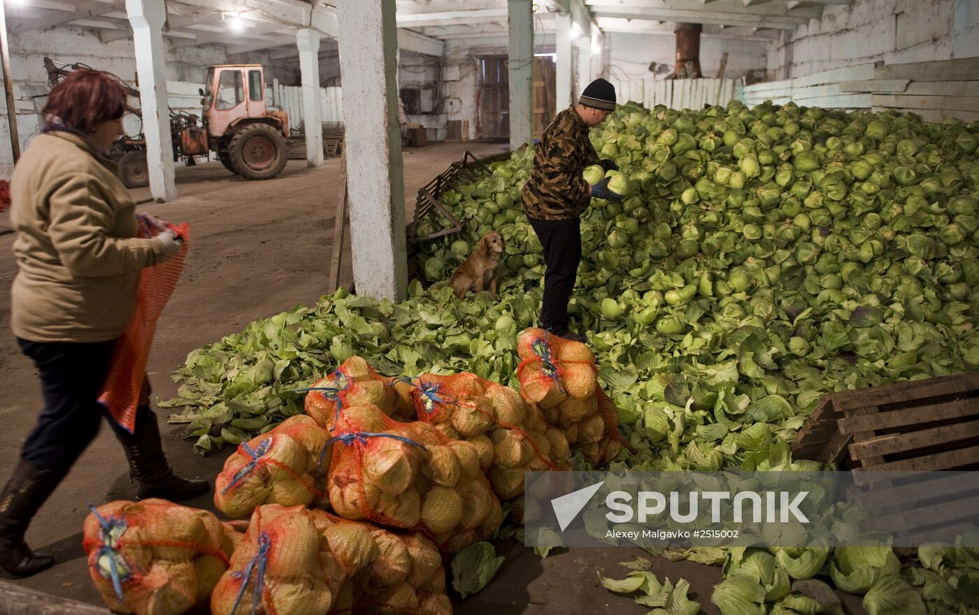 Vegetable production and harvesting farm in Omsk region