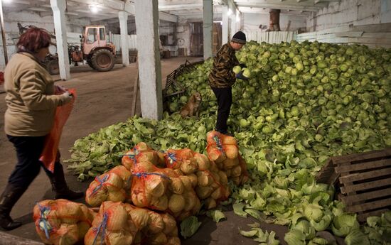 Vegetable production and harvesting farm in Omsk region