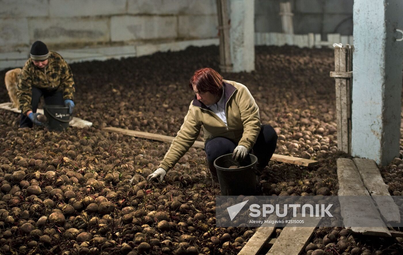 Vegetable production and harvesting farm in Omsk region