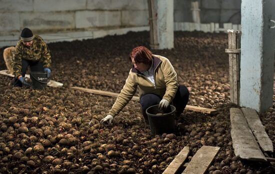 Vegetable production and harvesting farm in Omsk region