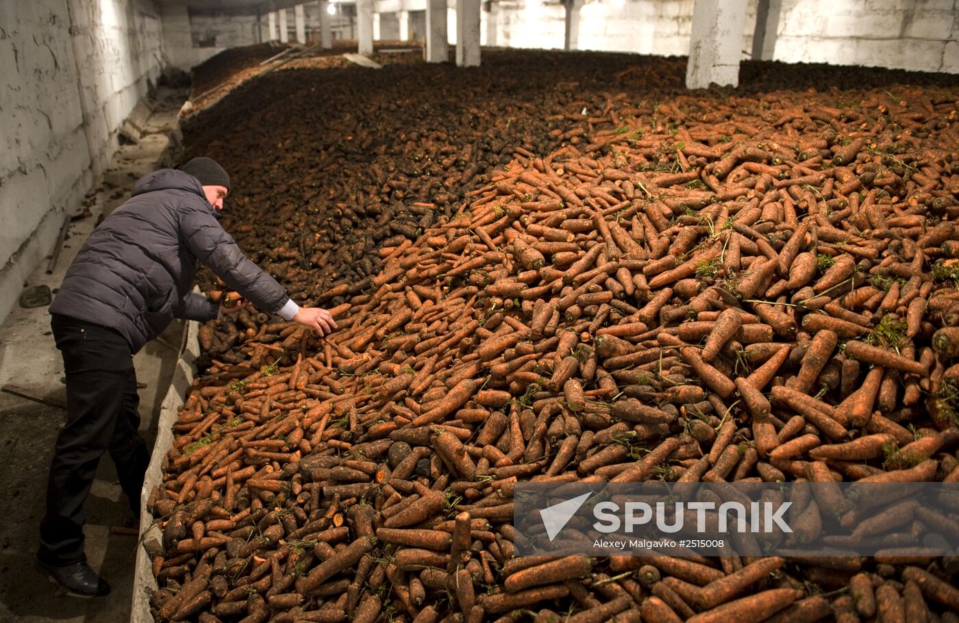 Vegetable production and harvesting farm in Omsk region
