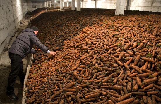 Vegetable production and harvesting farm in Omsk region
