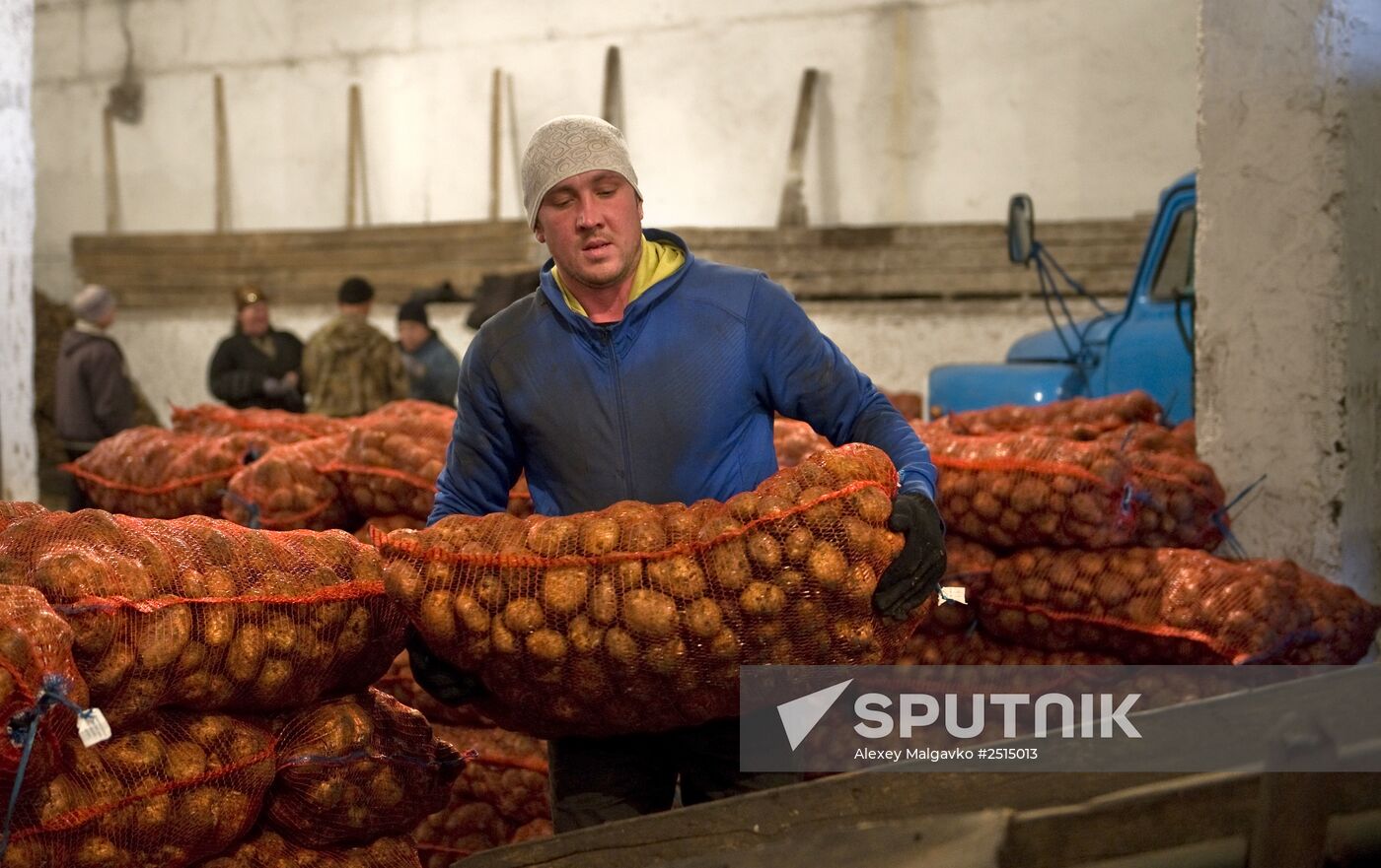 Vegetable production and harvesting farm in Omsk region