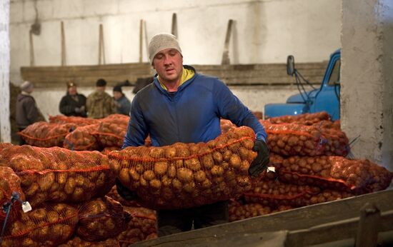 Vegetable production and harvesting farm in Omsk region
