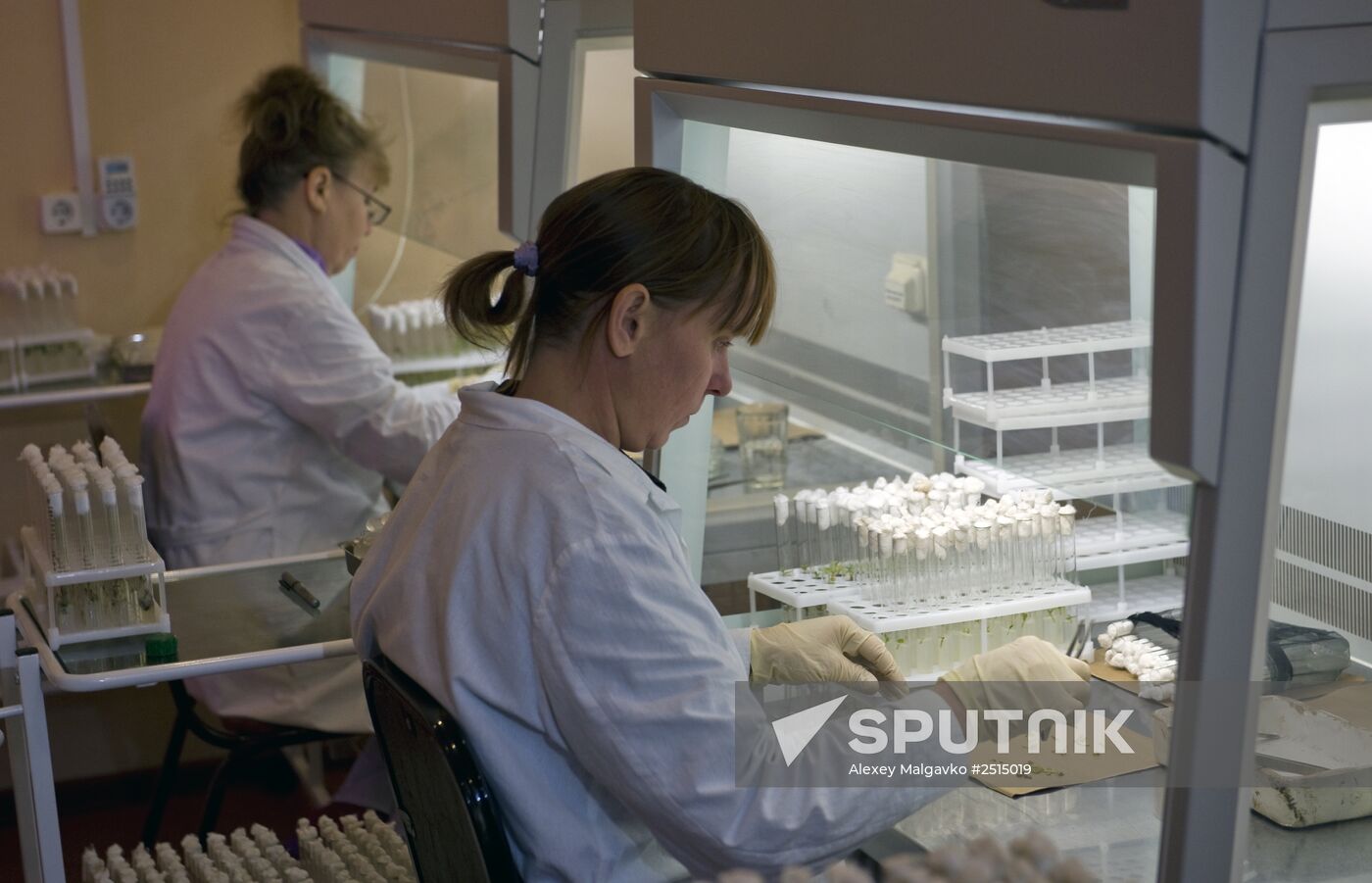 Vegetable production and harvesting farm in Omsk region