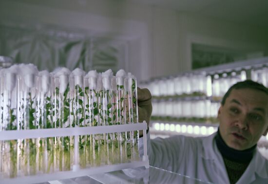 Vegetable production and harvesting farm in Omsk region
