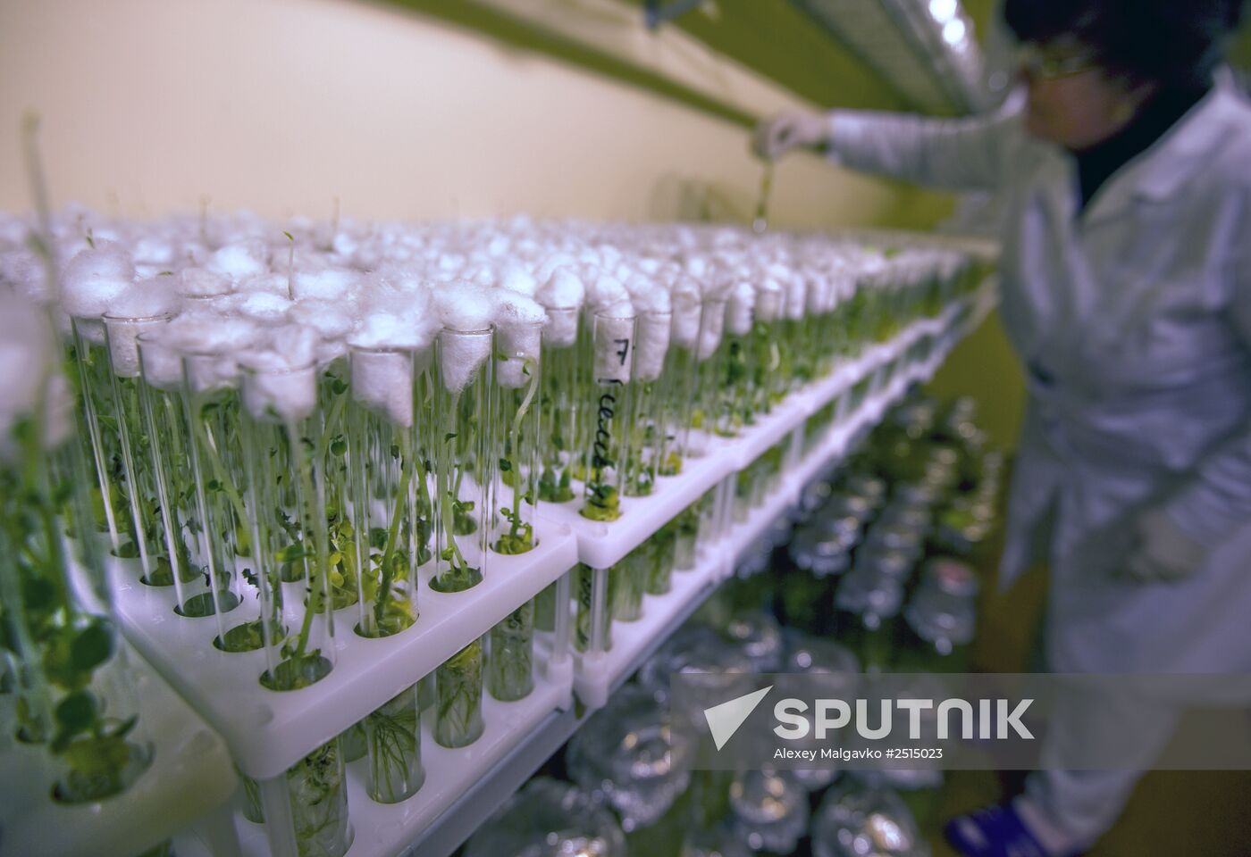 Vegetable production and harvesting farm in Omsk region