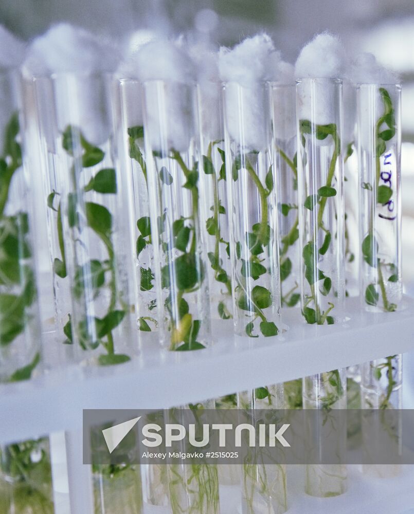Vegetable production and harvesting farm in Omsk region